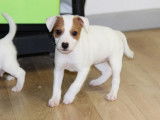Etalon Jack Russel marron et blanc disponible pour saillie