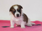Etalon Jack Russel marron et blanc disponible pour saillie