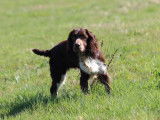 Etalon English Springer Spaniel LOF disponible pour saillie