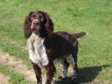Etalon English Springer Spaniel LOF disponible pour saillie