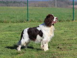 Magnifique English Springer Spaniel disponible pour saillie