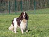 Magnifique English Springer Spaniel disponible pour saillie