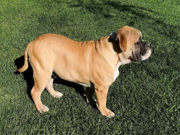 Chiot Continental Bulldog à vendre mâle LOF couleur fauve mai 2021