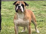 Chiot Continental Bulldog &agrave; vendre m&acirc;le LOF couleur fauve mai 2021