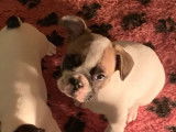 2 chiots Bouledogue Français non LOF en vente, femelles bicolores