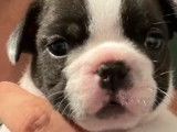 2 chiots Bouledogue Français non LOF en vente, femelles bicolores