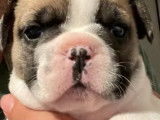 2 chiots Bouledogue Français non LOF en vente, femelles bicolores