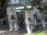Chiots Chien Loup Tch&eacute;coslovaque LOF disponibles