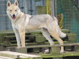 Chiots Chien Loup Tch&eacute;coslovaque LOF disponibles