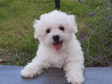 Chiot Bichon Frisé LOF .