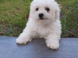 Chiot Bichon Frisé LOF .