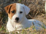 4 chiots Jack Russel disponibles à l’achat (LOF)
