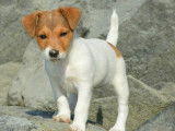 4 chiots Jack Russel disponibles à l’achat (LOF)