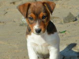 4 chiots Jack Russel disponibles à l’achat (LOF)