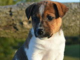 4 chiots Jack Russel disponibles à l’achat (LOF)