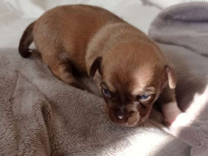 4 chiots Chihuahua non LOF nés en octobre 2021 à vendre