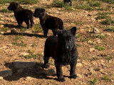 À réserver : 10 chiots Berger Hollandais gris bringé LOF
