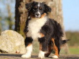 À céder un chiot Berger Américain mini noir tricolore LOF