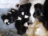 Chiots Border Collie noir et blanc à vendre