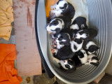 Chiots Border Collie noir et blanc à vendre