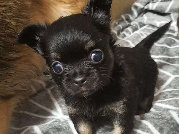 Vente d’un chiot femelle Chihuahua noir et feu poils longs LOF