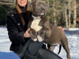 Américain bully XL XXL à vendre