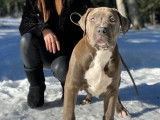 Américain bully XL XXL à vendre
