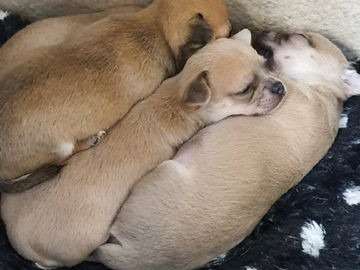 2 chiots Chihuahua poils courts LOF nés en septembre 2021 à réserver