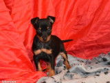 Deux chiots Pinscher (m&acirc;le & femelle) non LOF &agrave; vendre