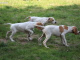 Chiots Pointer mâles et femelles LOF bicolores à vendre