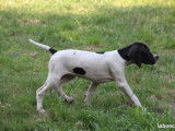 Chiots Pointer mâles et femelles LOF bicolores à vendre