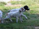 Chiots Pointer mâles et femelles LOF bicolores à vendre