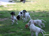 Chiots Pointer mâles et femelles LOF bicolores à vendre