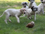 Des chiots Setter anglais mâles et femelles LOF à vendre