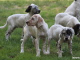 Des chiots Setter anglais mâles et femelles LOF à vendre