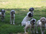 Des chiots Setter anglais mâles et femelles LOF à vendre