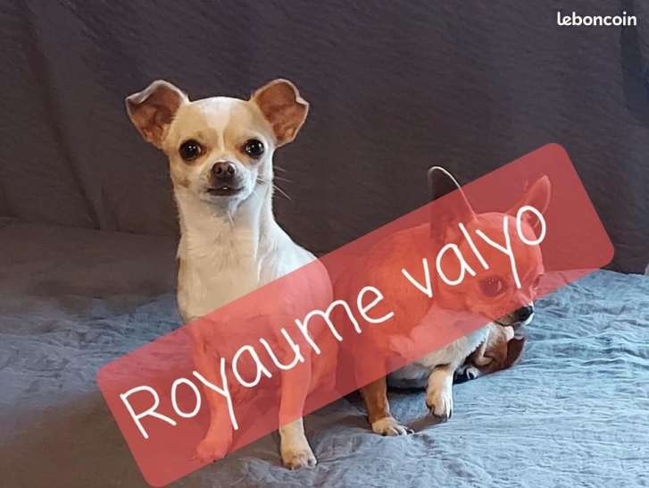 Une chienne Chihuahua crème d'un an LOF à vendre