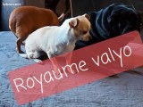 Une chienne Chihuahua crème d'un an LOF à vendre