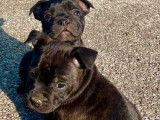 2 chiots Staffie noirs LOF n&eacute;s en septembre 2021 &agrave; r&eacute;server