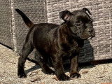 2 chiots Staffie noirs LOF n&eacute;s en septembre 2021 &agrave; r&eacute;server