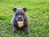 Un chiot type American Bully non LOF né en 2021 à saisir