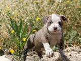 Un chiot type American Bully non LOF né en 2021 à saisir