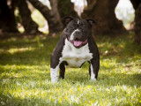 Un chiot type American Bully non LOF né en 2021 à saisir