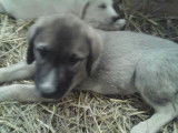 &Agrave; c&eacute;der 10 chiots crois&eacute;s Berger d&rsquo;Anatolie et Patou non LOF