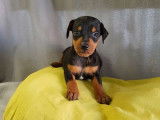 Vente de 6 chiots Pinscher Nain noir et feu LOF