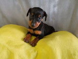 Vente de 6 chiots Pinscher Nain noir et feu LOF