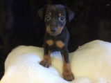 Vente de 6 chiots Pinscher Nain noir et feu LOF
