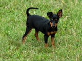 Vente de 6 chiots Pinscher Nain noir et feu LOF