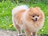 Spitz Nain Pomeranian pour saillie