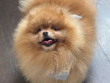 Spitz Nain Pomeranian pour saillie